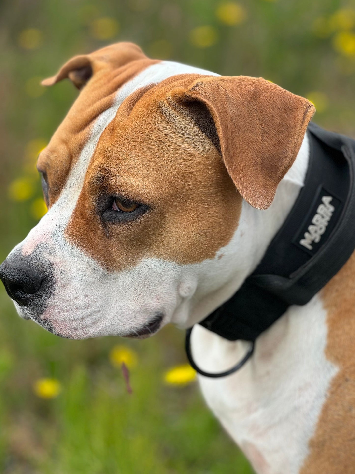 Gift Card for Madra Donn - Leashes & Collars for the Pawsitively Stylish Pup!