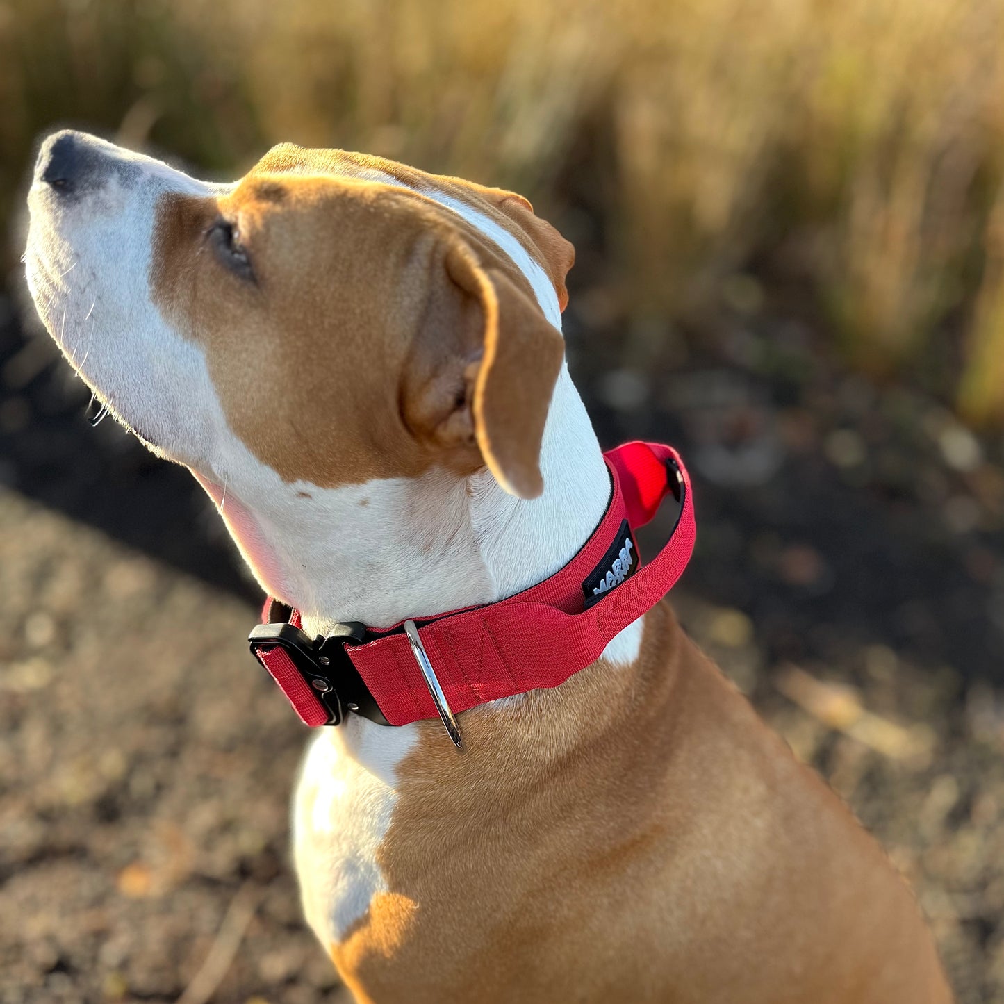 Tactic Collar 5 cm (2 in ) with handle