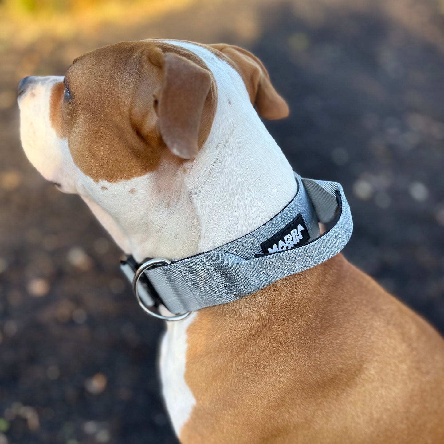 Tactic Collar 5 cm (2 in ) with handle
