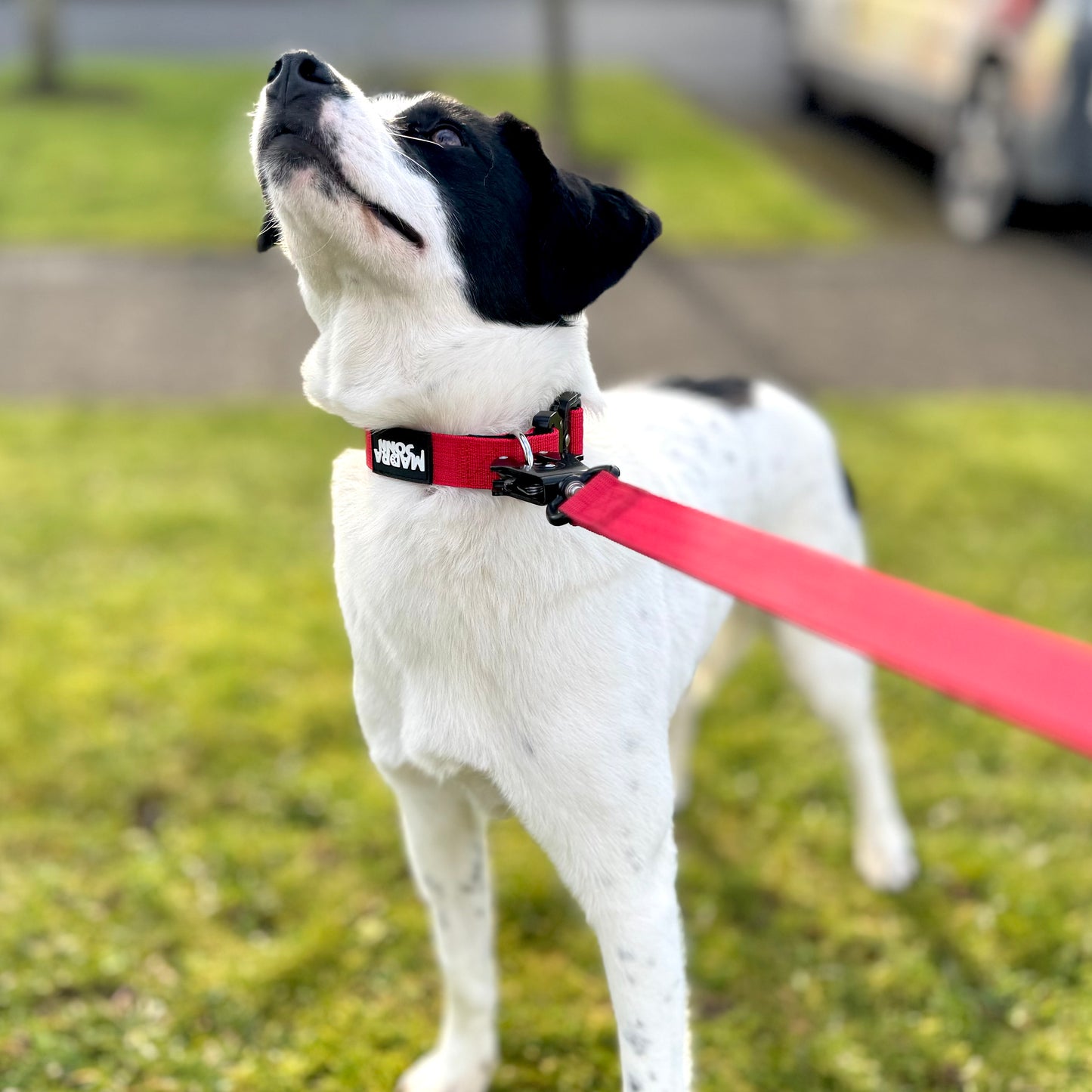 Tactic Collar 2.50 cm (1 in )