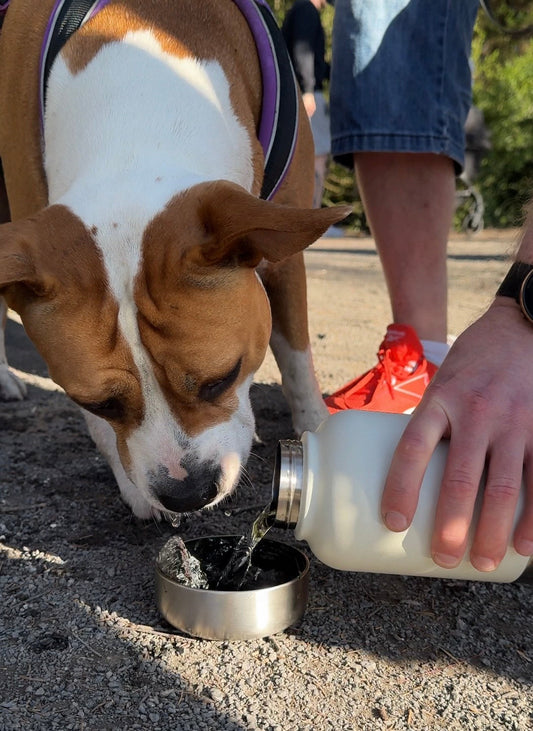 From Trails to Sidewalks: A Better Way to Hydrate You and Your Pup