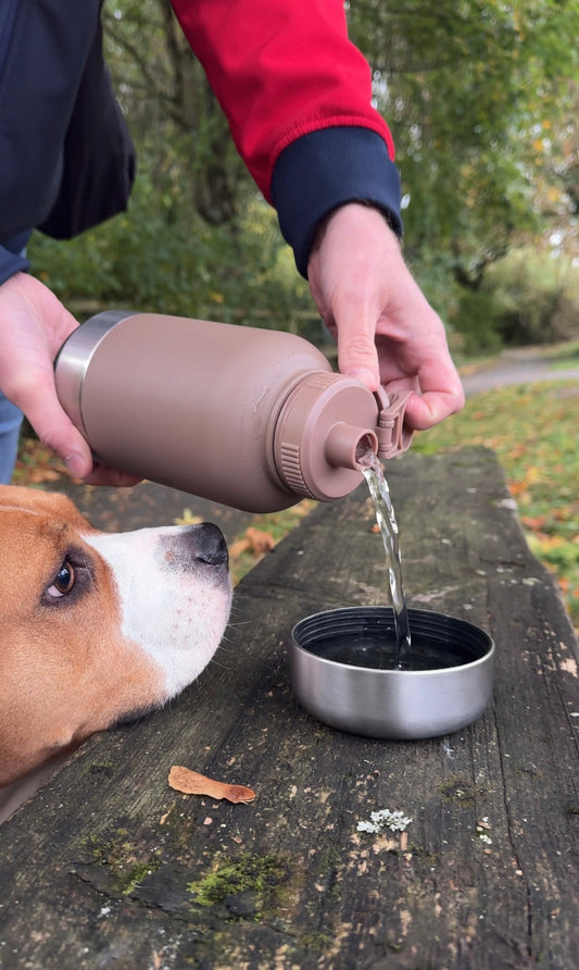 Hydration for Dogs: Not Just a Summer Thing