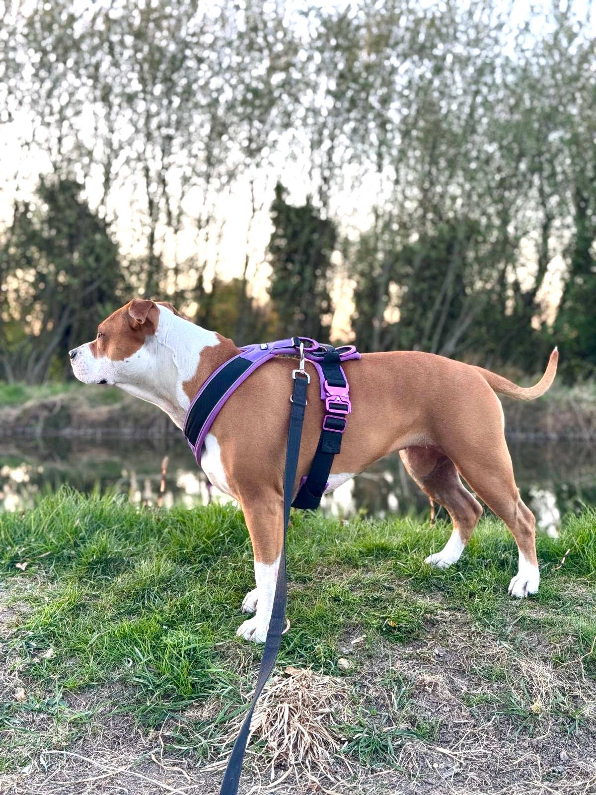 Harness