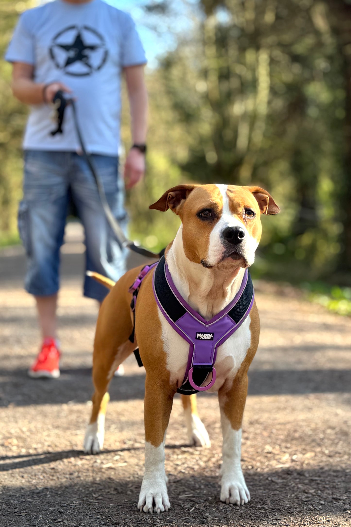Harness
