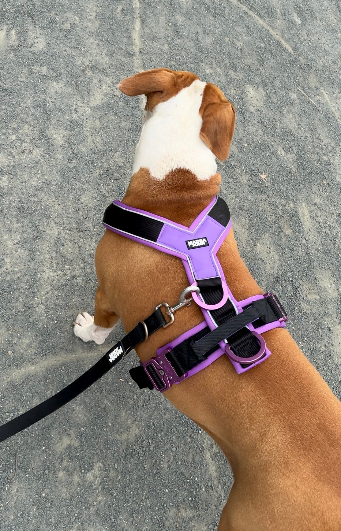 Harness
