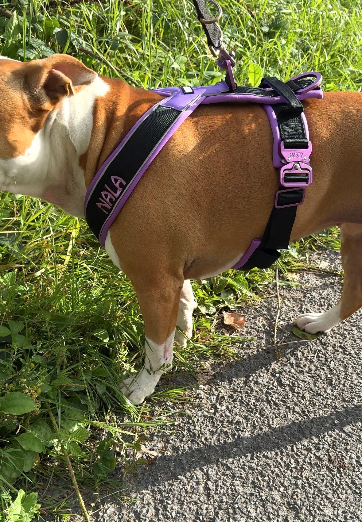 Harness